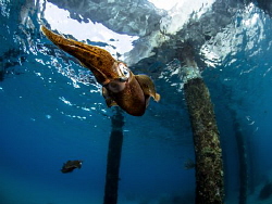 Reef Squid (Sepioteuthis sepioidea) underneath the pier i... by Henley Spiers 